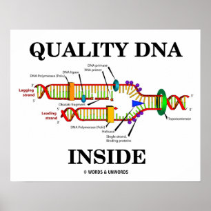 Quality DNA Inside (DNA Replication) Poster