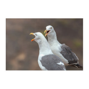 Quarrel  acrylic print