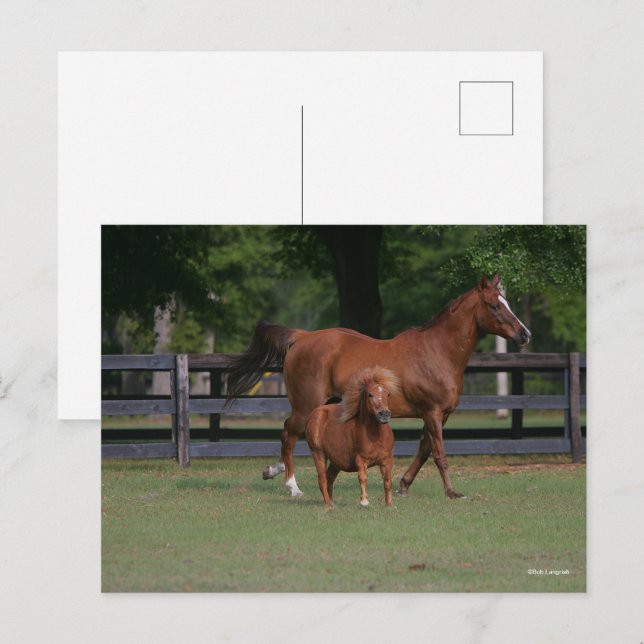 Quarter Horse and Miniature Together Postcard (Front/Back)