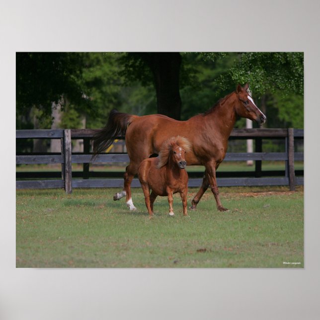 Quarter Horse and Miniature Together Poster (Front)