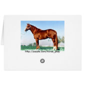 Quarter-Horse Cards (Back Horizontal)