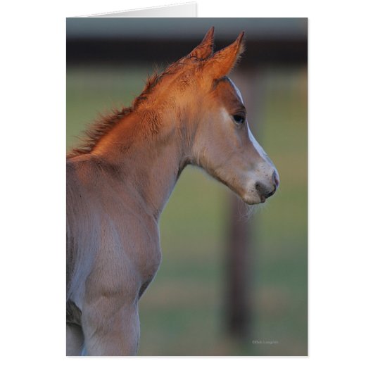 Quarter Horse Foal (Front)