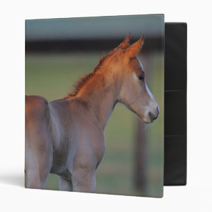 Quarter Horse Foal Binder