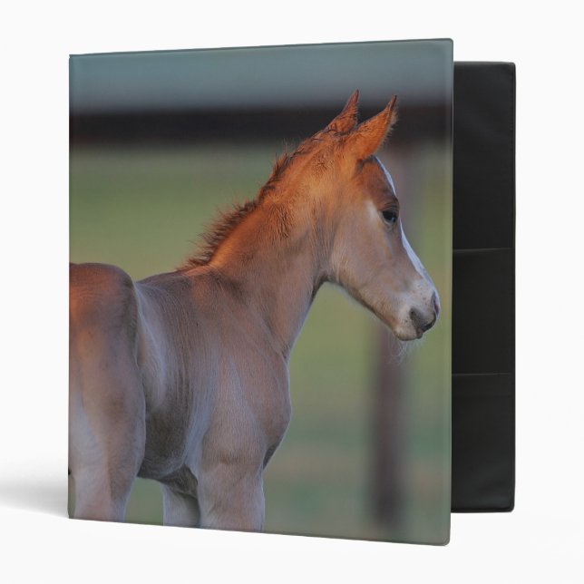 Quarter Horse Foal Binder (Front/Inside)