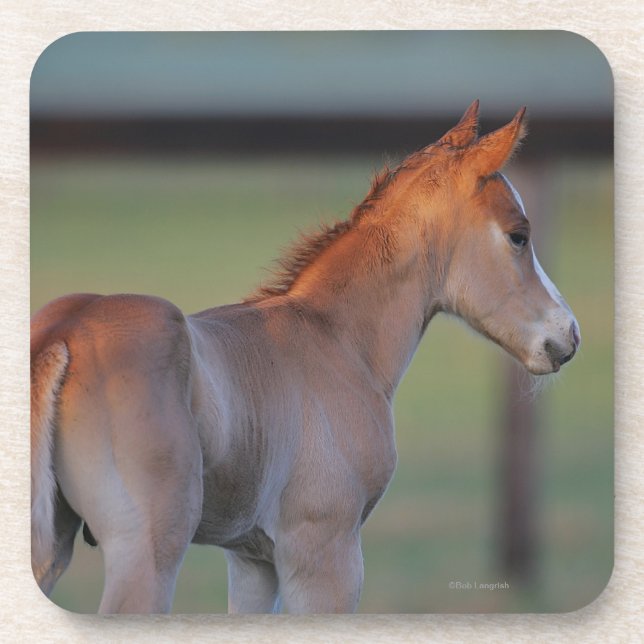 Quarter Horse Foal Drink Coaster (Front)