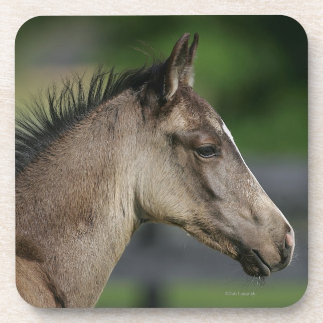 Quarter Horse Foal Headshot Beverage Coaster (Front)
