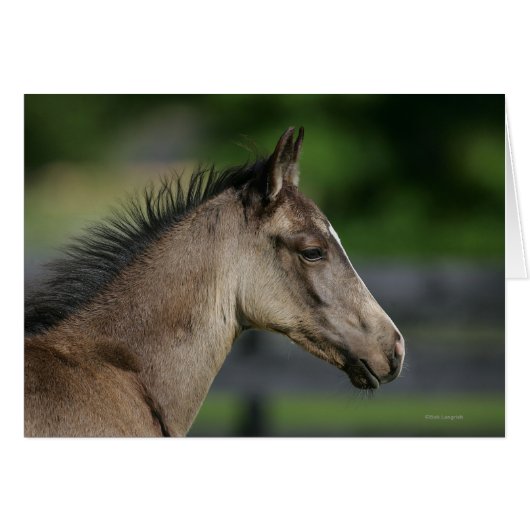 Quarter Horse Foal Headshot Cards (Front Horizontal)