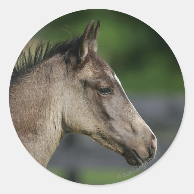Quarter Horse Foal Headshot Classic Round Sticker (Front)