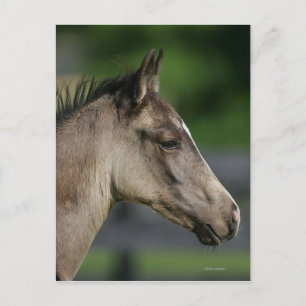 Quarter Horse Foal Headshot Postcard