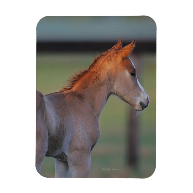Quarter Horse Foal Magnet (Vertical)