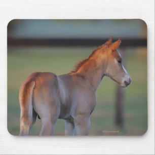 Quarter Horse Foal Mouse Pad