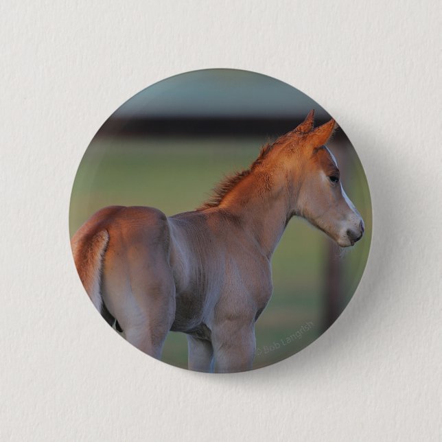 Quarter Horse Foal Pinback Button (Front)
