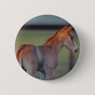 Quarter Horse Foal Pinback Button