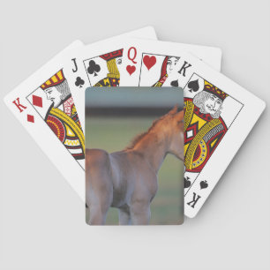 Quarter Horse Foal Poker Cards