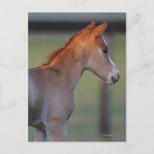 Quarter Horse Foal Postcard