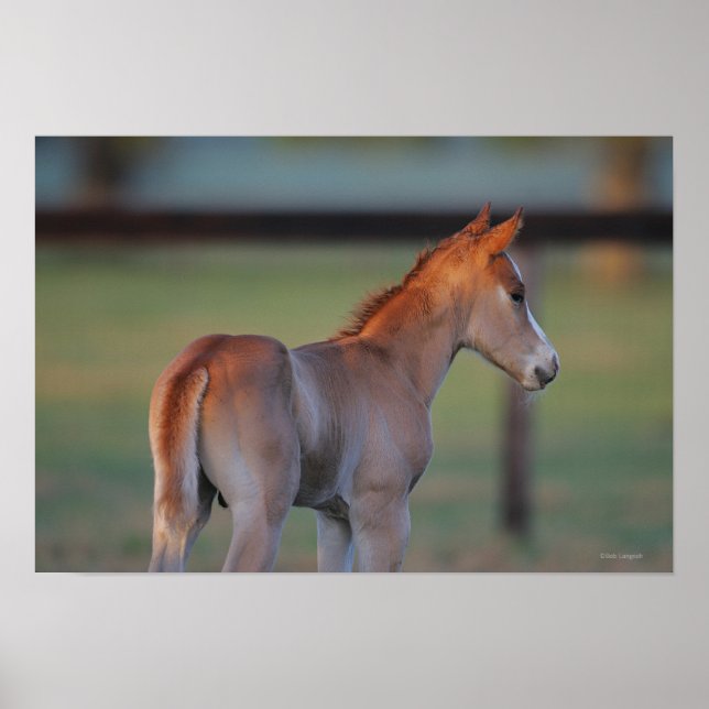 Quarter Horse Foal Poster (Front)