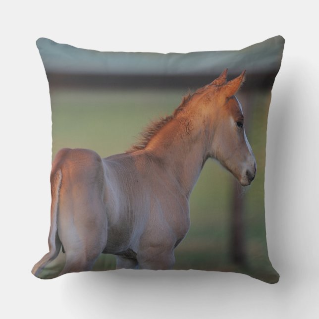 Quarter Horse Foal Throw Pillow (Front)