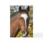 Quarter Horse Greeting Card