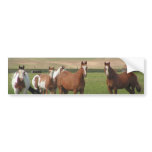 Quarter Horse Herd Bumper Stickers