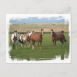 Quarter Horse Herd Postcard