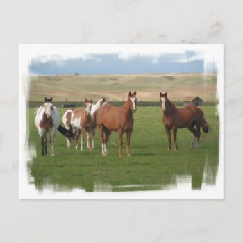 Quarter Horse Herd Postcard by HorseStall at Zazzle