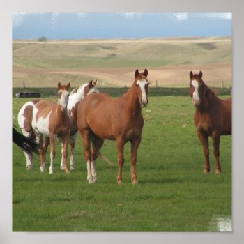 Quarter Horse Herd  Poster by HorseStall at Zazzle