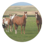 Quarter Horse Herd Stickers