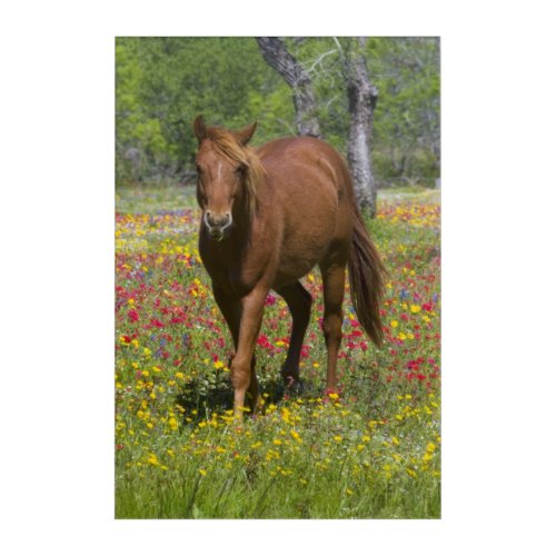 Quarter Horse in Field of Wildflowers Acrylic Print