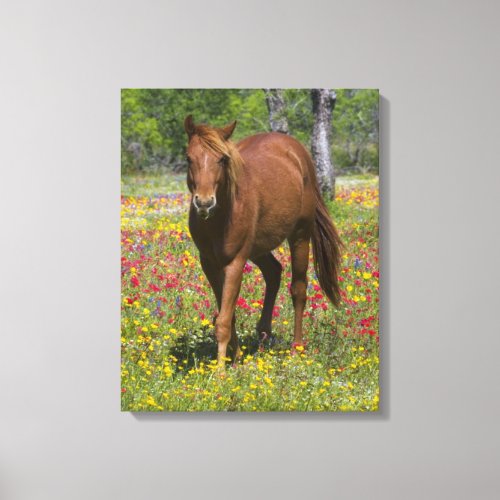 Quarter Horse in Field of Wildflowers Canvas Print
