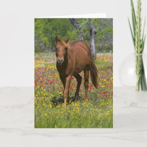 Quarter Horse in Field of Wildflowers Card