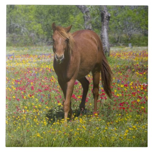 Quarter Horse in Field of Wildflowers Ceramic Tile