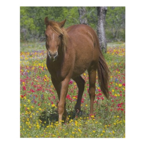 Quarter Horse in Field of Wildflowers Faux Canvas Print