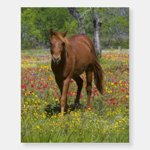 Quarter Horse in Field of Wildflowers Foam Board