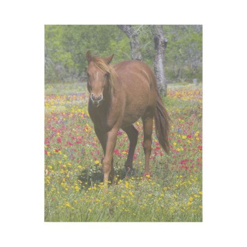 Quarter Horse in Field of Wildflowers Gallery Wrap