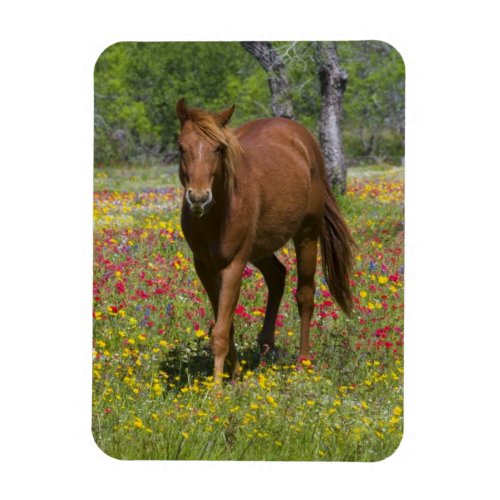 Quarter Horse in Field of Wildflowers Magnet
