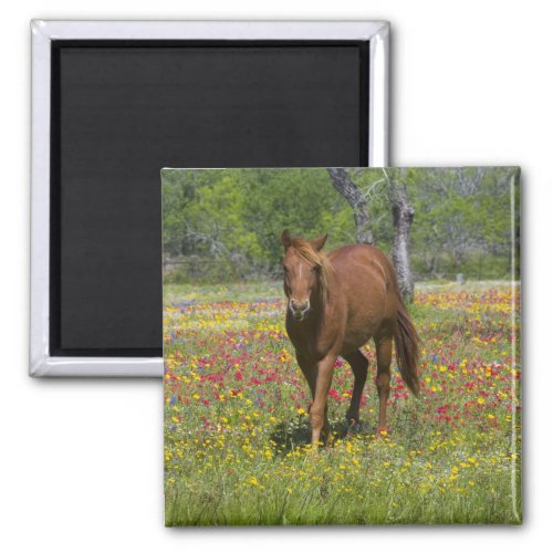 Quarter Horse in Field of Wildflowers Magnet