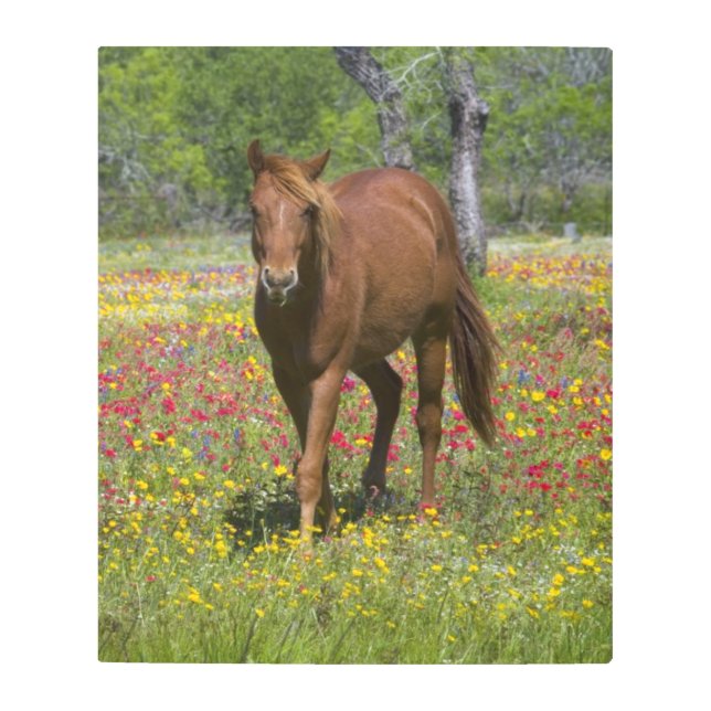 Quarter Horse in Field of Wildflowers Metal Print (Front)