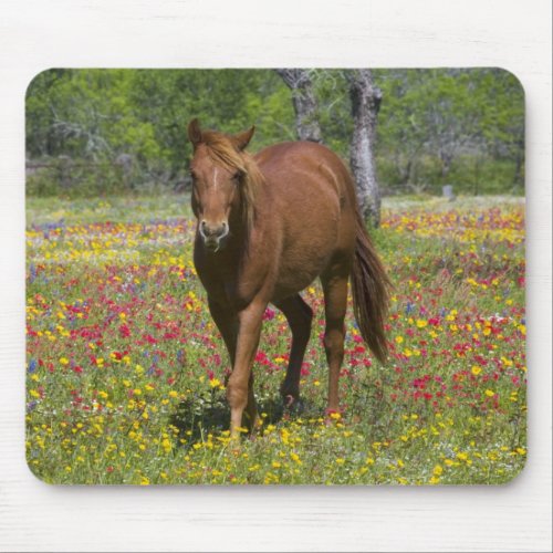 Quarter Horse in Field of Wildflowers Mouse Pad