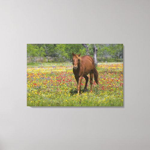 Quarter Horse in field of wildflowers near Canvas Print