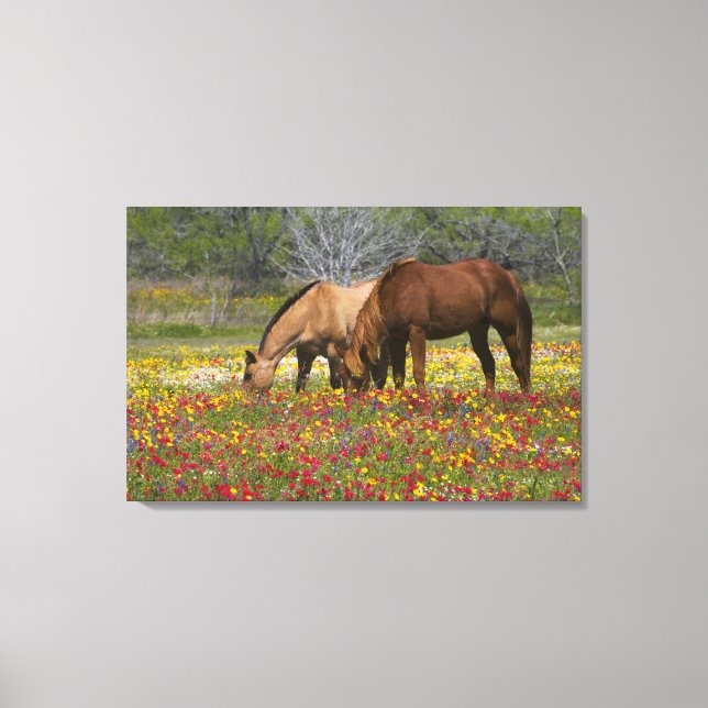 Quarter Horse in field of wildflowers near Cuero Canvas Print (Front)