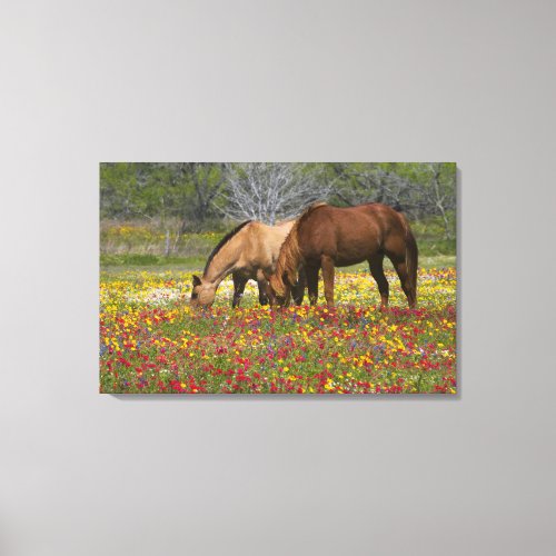Quarter Horse in field of wildflowers near Cuero Canvas Print