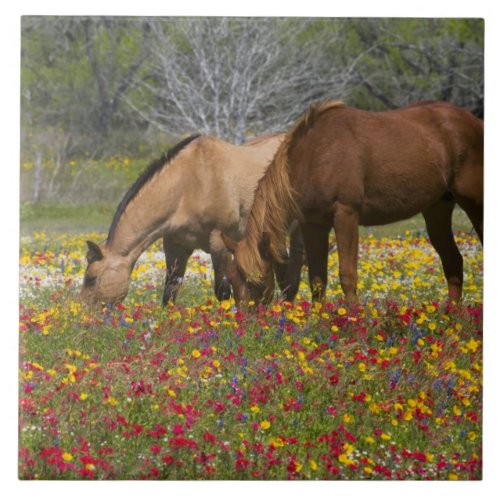 Quarter Horse in field of wildflowers near Cuero Ceramic Tile