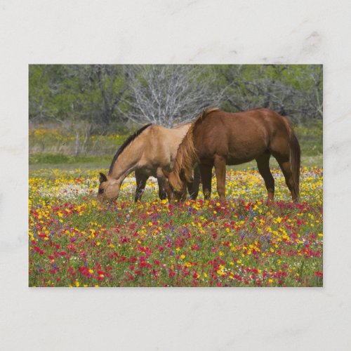 Quarter Horse in field of wildflowers near Cuero Postcard