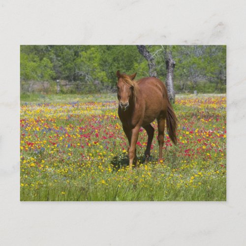 Quarter Horse in field of wildflowers near Postcard