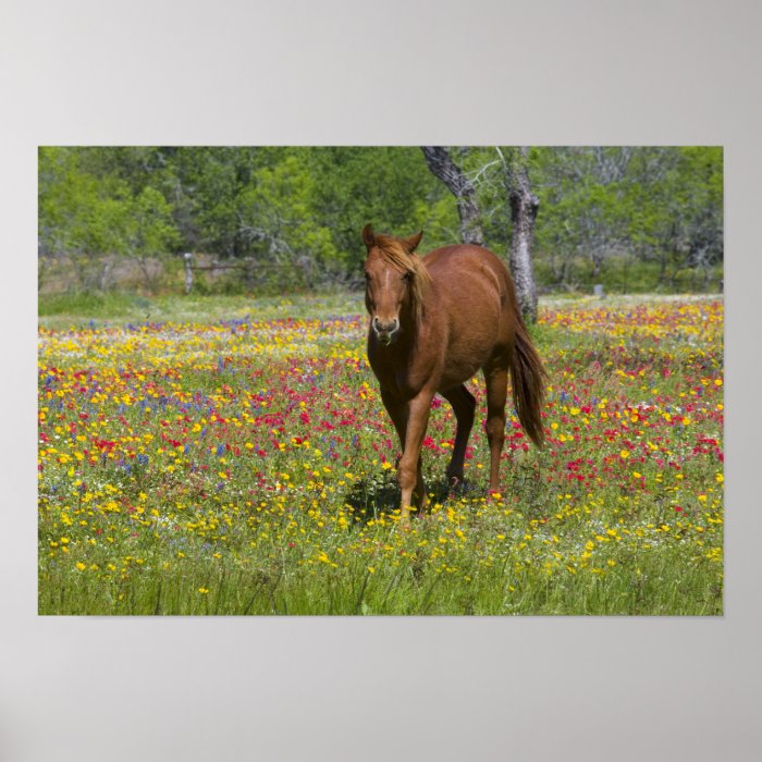 Quarter Horse in field of wildflowers near Poster