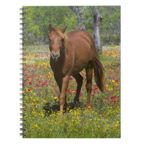 Quarter Horse in Field of Wildflowers Notebook