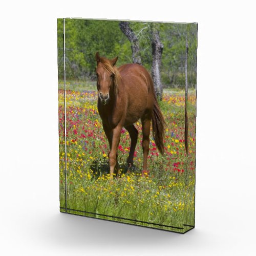 Quarter Horse in Field of Wildflowers Photo Block