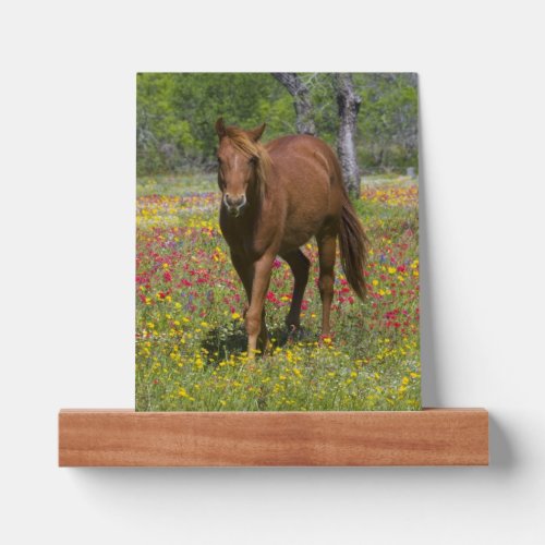 Quarter Horse in Field of Wildflowers Picture Ledge