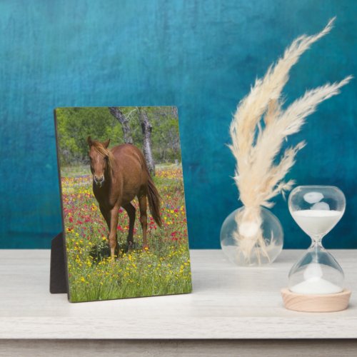 Quarter Horse in Field of Wildflowers Plaque