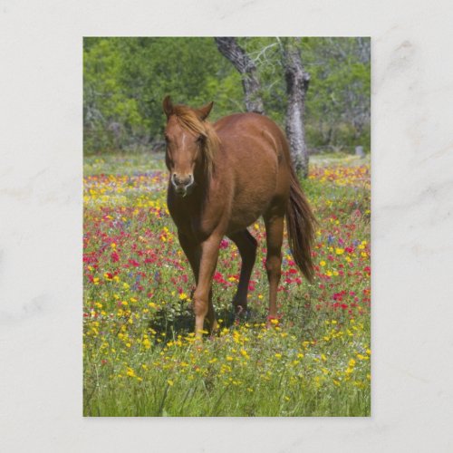 Quarter Horse in Field of Wildflowers Postcard